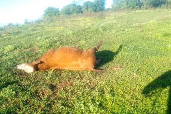 A LOS TIROS! Feroz ataque de cuatreros brasileños en la frontera correntina (IMÁGENES SENSIBLES)
