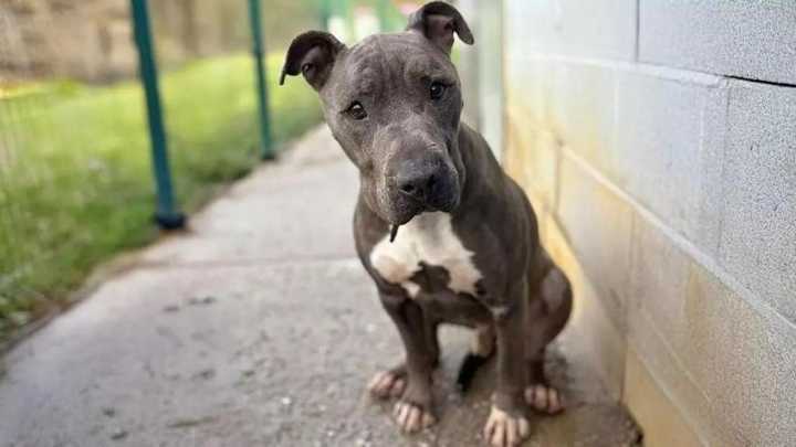 Langreo, en "guerra" contra las cacas y los perros sueltos: la Policía Local puso 28 multas desde el verano