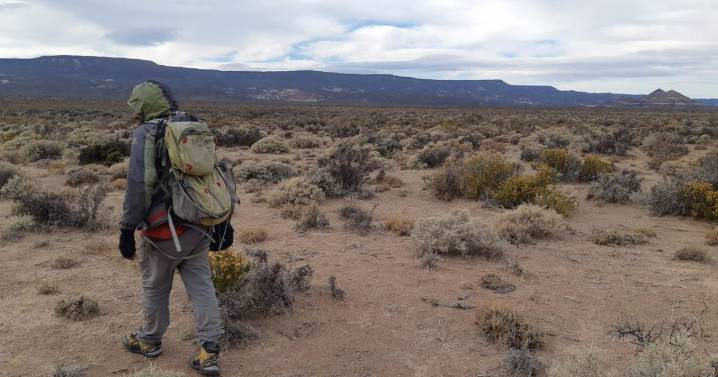 Encontraron un roedor en Chubut que creían extinguido: es único en el mundo