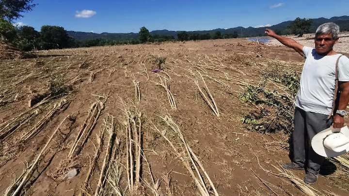 Desbordamiento del río en Huautla deja pérdidas en más de 40 hectáreas de sembradíos