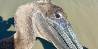 Officers, Live 5 anchor rescue injured pelican spotted on Sullivan’s Island beach