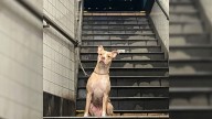 New York Woman Reacts With Shock After Finding Dog Tied To Pole In Subway