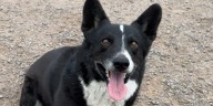 Lost California pup travels 2,000 miles over 3 months before being reunited with owner