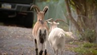 ‘They’re our kids’: Pa. man’s fight to keep his goats