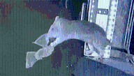 Brown Rats Recorded Snatching Up Bats Mid