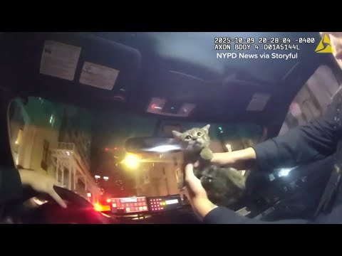 NYPD officer adopts kitty after rescuing it from under food truck