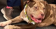 Pets on Set: Swiss