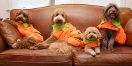 Humane Society of Scott County to host Howl-O-Ween in the Park, Saturday