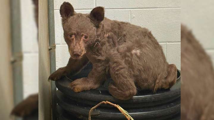 Rescuers Find Frail Animal In California Woods, Then Realize It’s Something Wild