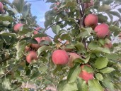 Growing pumpkins and apples with intense heat and little rainfall