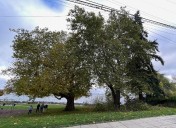 West Seattle Blog… | WINDSTORM AFTERMATH: Toll taken on trees in parks