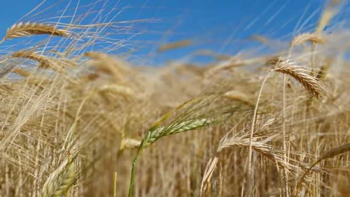 La inteligencia artificial al servicio del campo riojano: Una aplicación innovadora que reúne más de 3.600 datos, prevé enfermedades con 10 días de antelación y mejorará la producción hasta en un 30%