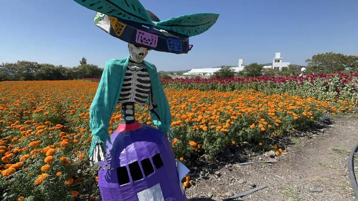 Instalan catrinas gigantes en cultivos de cempasúchil y terciopelo de Amayuca