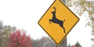 When deer fall in love, South Dakota drivers pay the price