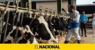 Guerra a contrarreloj para frenar la dermatosis bovina en las granjas catalanas