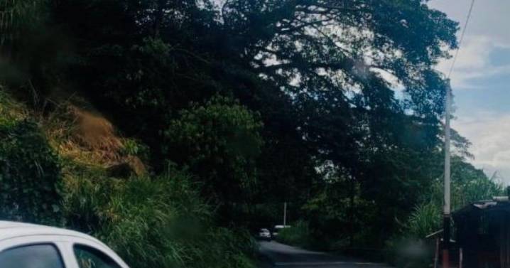 Hoy 27 de octubre hay cierre de vía en Pereira por intervención a árbol que amenaza con desprenderse
