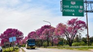 Nuevo puente Santa Fe - Santo Tomé: la Provincia rescató más de 600 lapachos