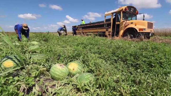 Florida farmers struggle as fewer migrant workers want H