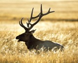 Lawmakers better start drafting their own property-tax ballot issue if they want to avoid becoming the prey: Gene Krebs