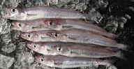 Pescadillas versus bacaladillas