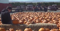 With rain on the horizon, San Joaquin County pumpkin farmers prepare for storm