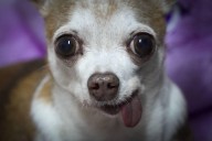 ¿Sabes cómo proteger a tus mascotas durante una inundación? Guía práctica para mantenerlas seguras