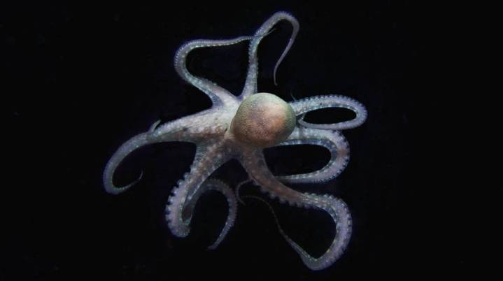 El misterio de los octópodos: criaturas con tres corazo...