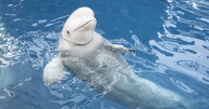 La quiebra de un parque acuático en Canadá amenaza con sacrificar a 30 belugas