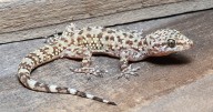 Indiana DNR asking for help tracking Mediterranean geckos around the state
