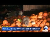 Los Angeles earns top spot for most rat