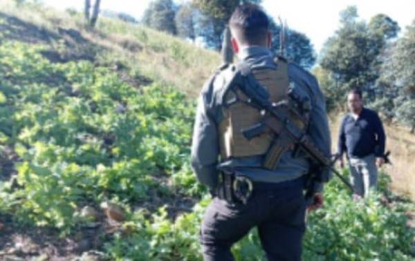 Destruyen más de siete mil plantas de amapola en Guadalupe y Calvo