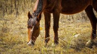 Equinoterapia, rehabilitación integral y conexión emocional que sana