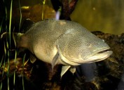 Australian Murray cod wallops swim record