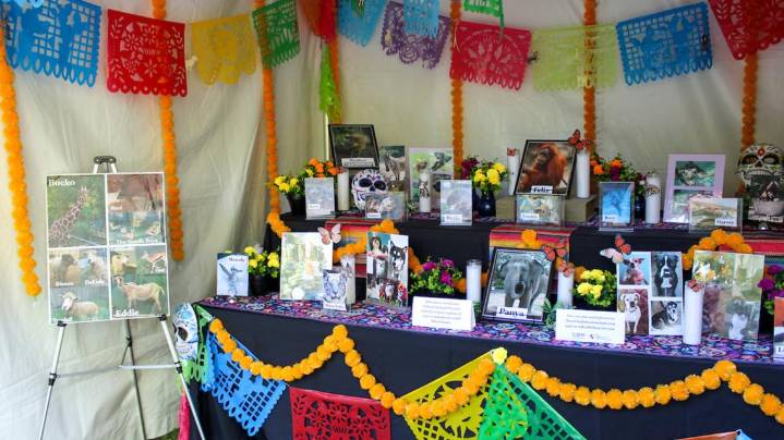 Celebrate beloved pets at Audubon Zoo's first Beloved Animal Ofrenda