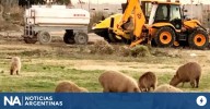La cautelar que protegía a los carpinchos en Nordelta fue revocada