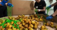 Northern California food bank anticipates higher demand as CalFresh payments will be paused