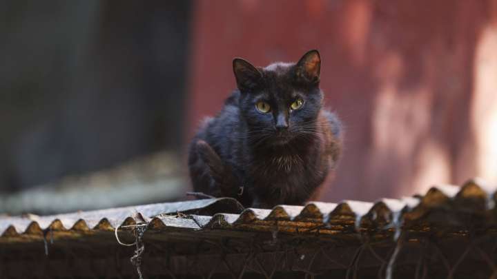 Llaman a Proteger a Perros y Negros Gatos en Octubre y Noviembre: "Su Vida No Es Un Ritual"