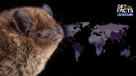 Scientists discover 1,500th species of bat