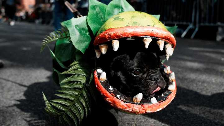 Parade of pups brings Halloween magic to NYC