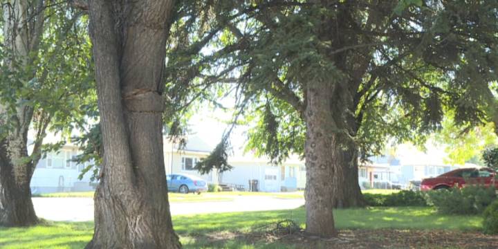 Bismarck launches free leaf pickup for residents this October