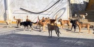 Piden en Huautla frenar compra y abandono de perros