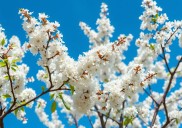 Cinco árboles para llenar de perfume tu patio o balcón en esta primavera