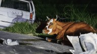 Choque con vaca en carretera Hermosillo