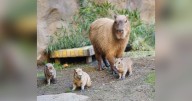Sacramento Zoo's capybara gives birth to litter of five pups