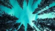 Rusia lanza su primer proyecto forestal climático en el Ártico