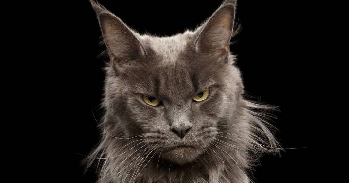 Common everyday 'mistake' owners make without realising stresses cats out