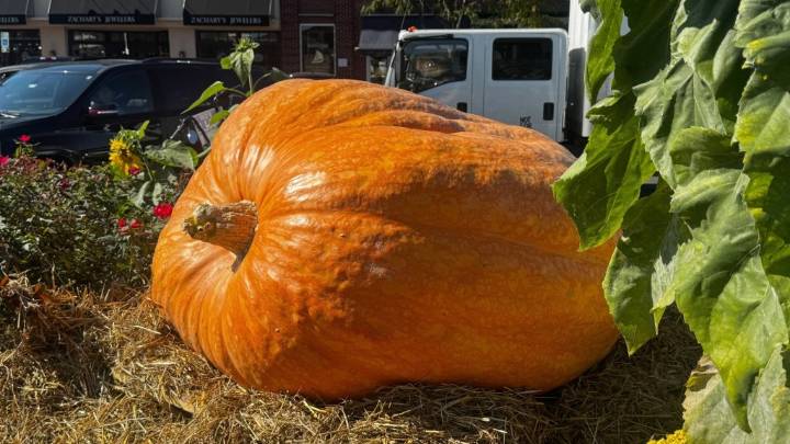 Where to find a 1,500-pound gourd? Great Annapolis Pumpkins