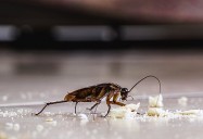 Woman dies after fire caused by neighbour torching cockroach with flamethrower