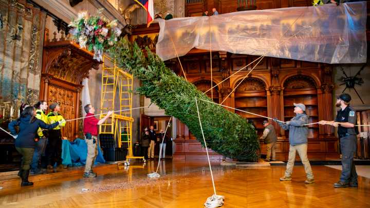 Tree raised at Biltmore House as Christmas at Biltmore…