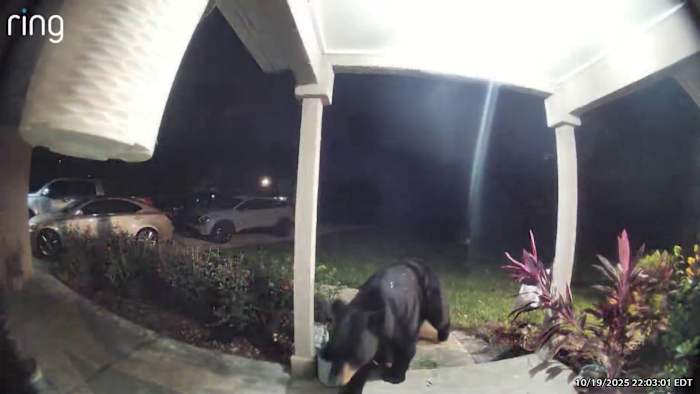 ‘A sight I couldn’t believe:’ Gotha family’s doorbell camera captures late